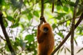 Red leaf monkey clinging to tree Royalty Free Stock Photo