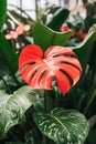 red leaf monstera plant close up botanical background home potted plants Royalty Free Stock Photo