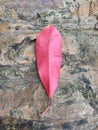 Red Leaf on Moss Covered Rock Royalty Free Stock Photo