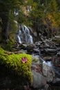 Red leaf on a moss covered tree in front of Moss Glen Falls Royalty Free Stock Photo