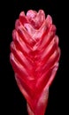 Red leaf of an ornamental plant isolated on black background. Royalty Free Stock Photo