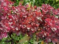 Red leaf ornamental plant in the morning sun after rain Royalty Free Stock Photo