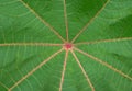 Red leaf of palmchrist texture Royalty Free Stock Photo