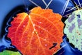 A red leaf and part of a green leaf of an aspen on a blue water background. And pine needles fell into a puddle. Autumn background Royalty Free Stock Photo