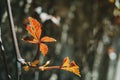 Red leaf of parthenocissus quinquefolia Royalty Free Stock Photo
