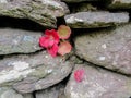 Red Leaf Plant growing in Dry Stone Wall. Royalty Free Stock Photo