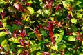 Red leaf plant (Syzygium australe), Australian Rose Apple or Brush Cherrytinash Royalty Free Stock Photo