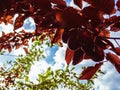 Red leaf plum Pissardi lat. Prunus cerasifera Pissardii. Royalty Free Stock Photo