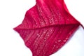 Red leaf with drops