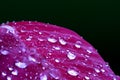 Red leaf of poinsettia, Euphorbia pulcherrima, with drops from dew in the morning, bleed with dark background Royalty Free Stock Photo