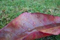 Red leaf with rain drop on green grass background.  Autumn nature. Nature close up. Beautiful flora concept. Royalty Free Stock Photo