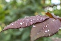 red leaf rain drop macro