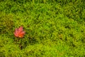 Red leaf resting on moss