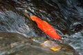 Red leaf in the rill