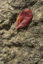 Red leaf on rock Royalty Free Stock Photo