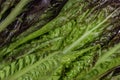 Red leaf of Romaine lettuce, texture background Royalty Free Stock Photo