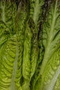 Red leaf of Romaine lettuce, texture background Royalty Free Stock Photo