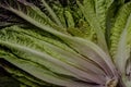 Red leaf of Romaine lettuce, texture background Royalty Free Stock Photo