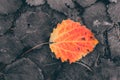 Red leaf on the rotten leafs, autumn Royalty Free Stock Photo