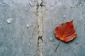 a red leaf sits on top of a concrete wall