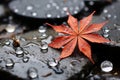 a red leaf sits on top of water droplets Royalty Free Stock Photo