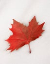 Red leaf on snow Royalty Free Stock Photo
