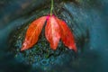 Red leaf on a stone, water flowing Royalty Free Stock Photo
