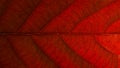 Red leaf structure with details Royalty Free Stock Photo