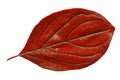 Red leaf with structure, macro, isolated Royalty Free Stock Photo