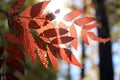 Red leaf at sunset