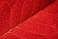 Red leaf texture Royalty Free Stock Photo