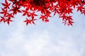 Red leaf texture in autumn on sky and blue background Royalty Free Stock Photo