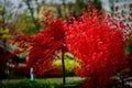 Red leaf tree in autumn