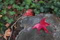 Red leaf tree trunk Royalty Free Stock Photo