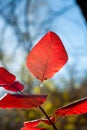 Red leaf with trees and blue sky Royalty Free Stock Photo