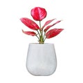 Red Leaf Tropical Plant in White Clay Pot Isolated on White Background with Clipping Path Royalty Free Stock Photo
