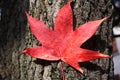 Red leaf on a trunk Royalty Free Stock Photo