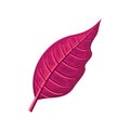 Red Leaf Vector Illustration in Flat Design Royalty Free Stock Photo