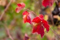 A red leaf in the vineyards on the Fleurieu Peninsula South Australia on 29th April 2020 Royalty Free Stock Photo