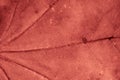 Red leaf with visible details. background or texture Royalty Free Stock Photo