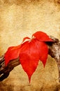 Red leaf with water drops Royalty Free Stock Photo