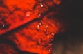 Red leaf with water drops Royalty Free Stock Photo