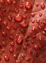 Red leaf water drops Royalty Free Stock Photo