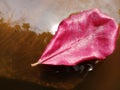 Red leaf on water with sunlight reflection behind the leaf Royalty Free Stock Photo