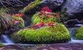 Red leaf on wet moss stone in water Royalty Free Stock Photo