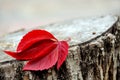 Red leaf of wild grapes on a stump