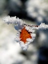 Red leaf in winter