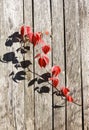Red leafage of wild grape on wooden fence panels Royalty Free Stock Photo