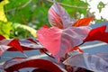 Red-leafed Acalypha wilkesiana Royalty Free Stock Photo