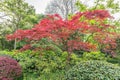 Red-leafed bonsai tree shanghai china Royalty Free Stock Photo